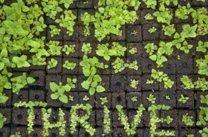 thrive plant seedlings DSC4345