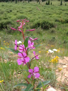 wildflowers