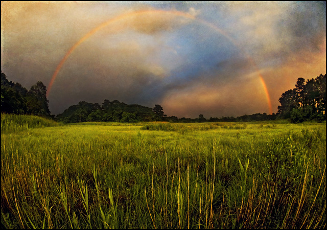 Canary-Creek-Rainbow-25576-txt-lr