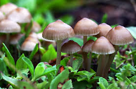 mushrooms